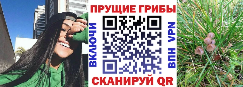 купить наркоту МЕГА tor Псилоцибиновые грибы Cubensis Оса